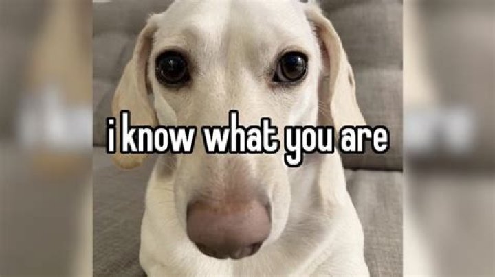 'I know what you did ·
